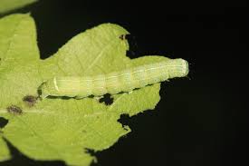 Attēlu rezultāti vaicājumam “Orthosia cerasi”