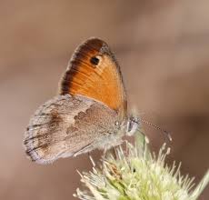 Attēlu rezultāti vaicājumam “Seligeria donniana sporophyte”