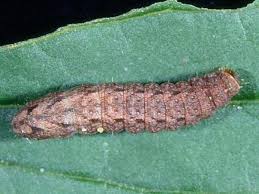 Attēlu rezultāti vaicājumam “Caradrina morpheus”