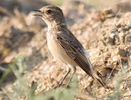 Image result for Oenanthe pleschanka