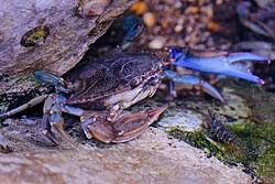 Image result for Callinectes sapidus