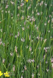 Attēlu rezultāti vaicājumam “Eleocharis palustris flower”