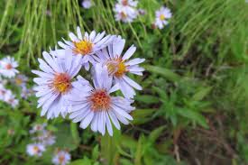 Attēlu rezultāti vaicājumam “Symphyotrichum x salignum flower”