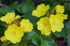 Image result for Oenothera biennis