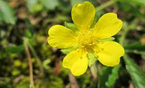 Image result for Potentilla tormentilla