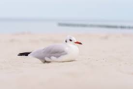 Attēlu rezultāti vaicājumam “Larus ridibundus eggs”