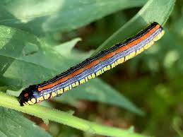 Attēlu rezultāti vaicājumam “Cucullia lucifuga larva”