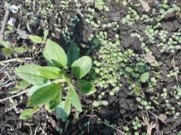 Attēlu rezultāti vaicājumam “Hesperis matronalis leaf”