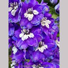 Attēlu rezultāti vaicājumam “Delphinium elatum”