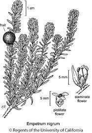 Attēlu rezultāti vaicājumam “Empetraceae”