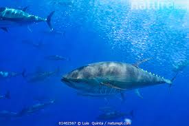 Image result for Thunnus thynnus