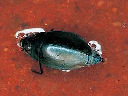 Attēlu rezultāti vaicājumam “Gyrinidae”