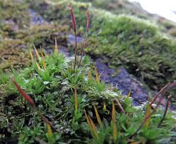 Attēlu rezultāti vaicājumam “Atrichum flavisetum sporophyte”