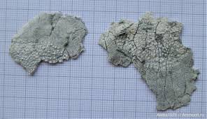 Attēlu rezultāti vaicājumam “Laccognathus panderi”