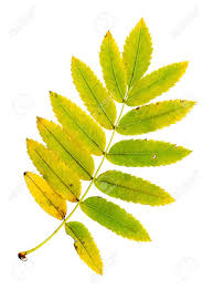 Attēlu rezultāti vaicājumam “Sorbus aucuparia leaf”