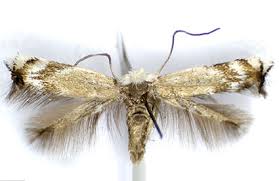 Attēlu rezultāti vaicājumam “Tischeriidae”