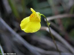 Attēlu rezultāti vaicājumam “Utricularia intermedia bud”