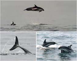 Image result for Leucopleurus acutus