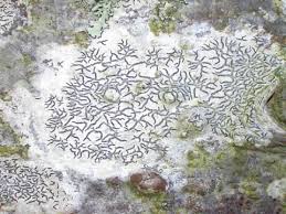 Attēlu rezultāti vaicājumam “Arthonia leucopellaea”