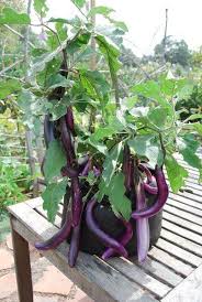 Afbeeldingsresultaat voor fengyuan purple eggplant