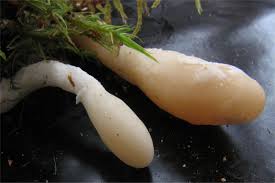 Attēlu rezultāti vaicājumam “Podostroma leucopus”