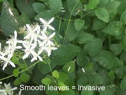 Attēlu rezultāti vaicājumam “Clematis leaf”