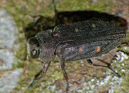 Attēlu rezultāti vaicājumam “Cribraria costata”