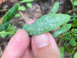 Attēlu rezultāti vaicājumam “Hypericum perforatum leaf”