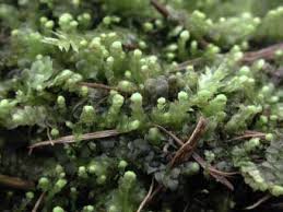 Attēlu rezultāti vaicājumam “Leiocolea heterocolpos”