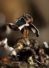 Attēlu rezultāti vaicājumam “Diderma rufostriatum”