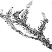 Attēlu rezultāti vaicājumam “Orthotrichum speciosum sporophyte”