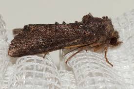 Attēlu rezultāti vaicājumam “Oligia sp.”