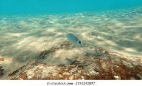 Image result for Oblada melanurus