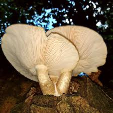 Attēlu rezultāti vaicājumam “Hypsizygus ulmarius”