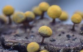 Attēlu rezultāti vaicājumam “Physarum braunianum macro”