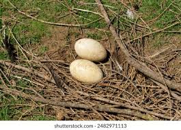 Attēlu rezultāti vaicājumam “Grus grus nest”