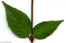 Attēlu rezultāti vaicājumam “Circaea lutetiana leaf”