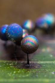 Attēlu rezultāti vaicājumam “Lamproderma sp.”