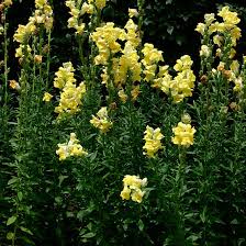 Attēlu rezultāti vaicājumam “Antirrhinum majus”