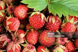 Attēlu rezultāti vaicājumam “Fragaria viridis”