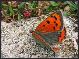 Attēlu rezultāti vaicājumam “Lycaena phlaeas underside”