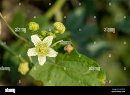 Attēlu rezultāti vaicājumam “Bryonia alba flower”