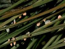 Attēlu rezultāti vaicājumam “Coleosporium sp.”