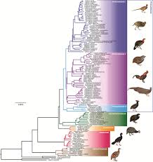 Attēlu rezultāti vaicājumam “Galliformes”
