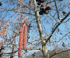 Attēlu rezultāti vaicājumam “Alnus incana fruit”