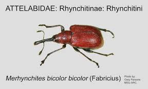 Attēlu rezultāti vaicājumam “Attelabidae”