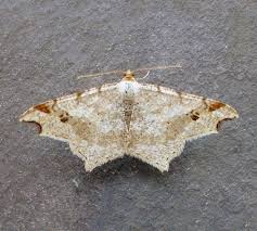 Attēlu rezultāti vaicājumam “Macaria alternata”