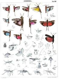 Attēlu rezultāti vaicājumam “Acrididae”