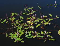 Attēlu rezultāti vaicājumam “Polygonum amphibium leaf”