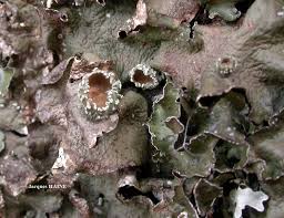 Attēlu rezultāti vaicājumam “Pleurosticta acetabulum”